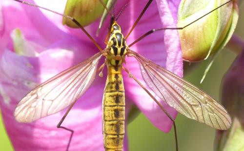 Nephrotoma flavescens